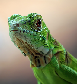 Green iguana